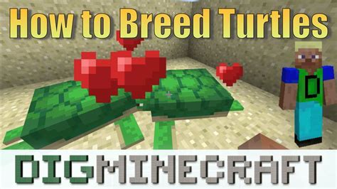 Learn How To Breed Turtles And Hatch Turtle Eggs In Minecraft Aquatic Update Java Edition 1 13