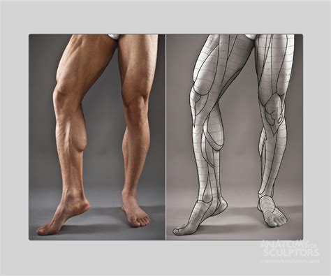 Art And Reference Point Leg Anatomy Muscle Anatomy Anatomy Poses