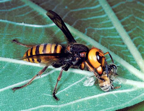Asian Hornet Eating A Bee Stock Image Z345 0634 Science Photo Library