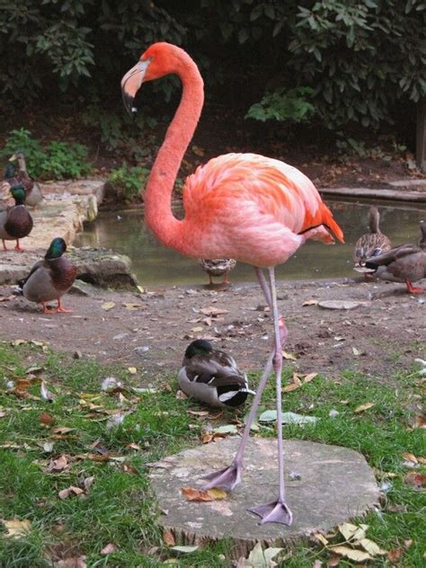 This Bird Is Left Out Columbus Zoo Flamingo Cute Animals