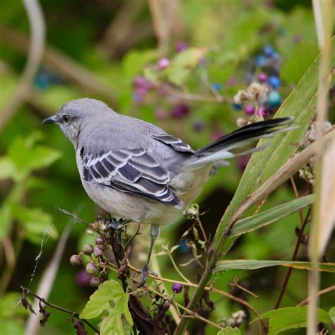 Backyard Birds Of Florida Bird Watching Academy