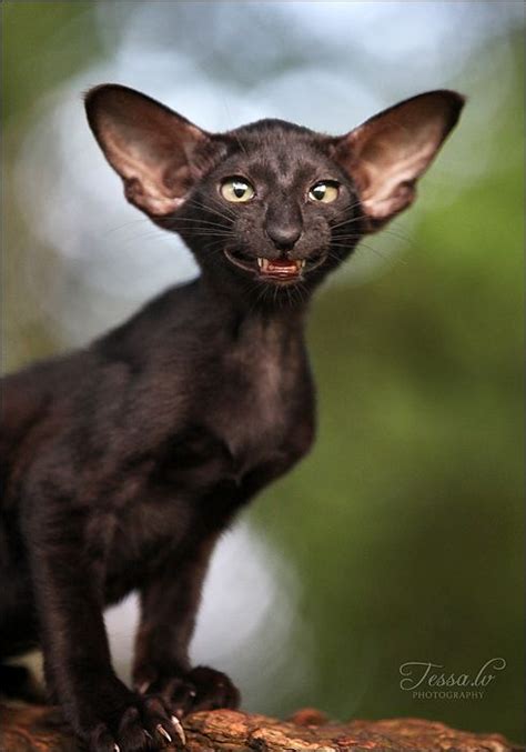 I Dont Know What Kind Of Cat This Is I Think Its A Bat Cat