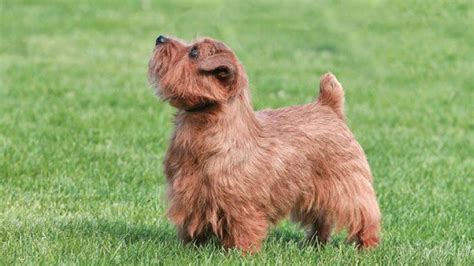 30 Small Hypoallergenic Dogs That Dont Shed Barking Royalty In 2021