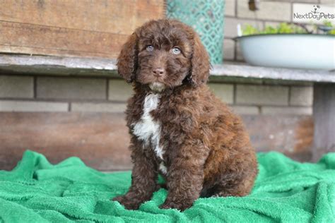 Find labradoodle puppies for sale. Labradoodle puppy for sale near Cleveland, Ohio ...