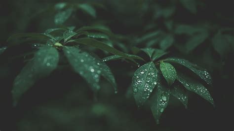 Download 1920x1080 Leaves Water Drops Plants Wallpapers