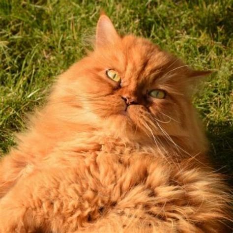 Persian cats definitely hold celebrity status amongst all cat breeds seen today. Persian