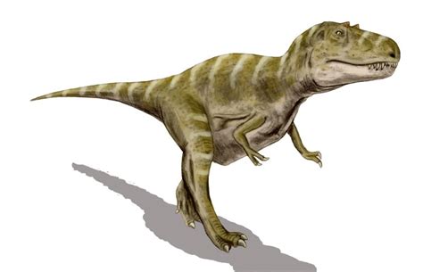 Megaraptora is a clade of carnivorous theropod dinosaurs with controversial relations to other theropods. Gorgosaurus - Facts and Pictures