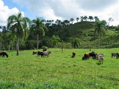 Experts of our company offer the foreign citizens a full range of services for the purchase and sale of farmland in russia.for sale land plots for cultivation of grain crops, production of fodder herbs, planting of gardens, dairy farms, livestock farms and other types of agricultural production. Dominican Republic Farm | Cabrera | North Coast ...