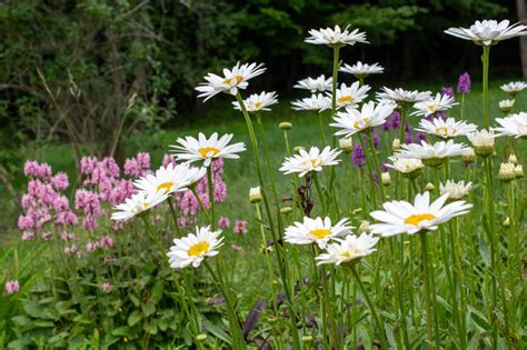 Cosmos And Cleome Adventures In My Gardens