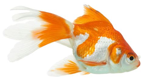 خلفيات سمكة ذهبية احلى صور للسمكة الذهبية 2023 Goldfish Wallpapers