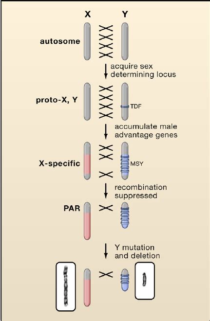 Differentiation Of An X And Y Chromosome From An Ancient Autosome