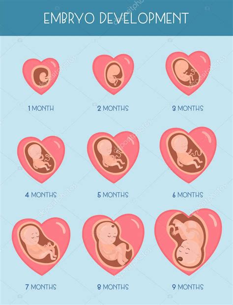 Etapas Del Desarrollo Embrionario Iconos Vector Plano Infografia Bila