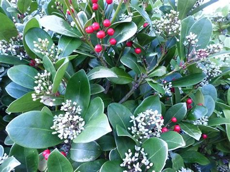 Pairs of simple white flowers at ends of creeping vines with paired high bush blackberries (rubus ostryifolius) along red creek, dolly sods, mnf. Skimmia Japonica is a low, evergreen shrub (grows 3' H x W ...