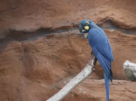10 Birds That Came Back From The Brink Of Extinction