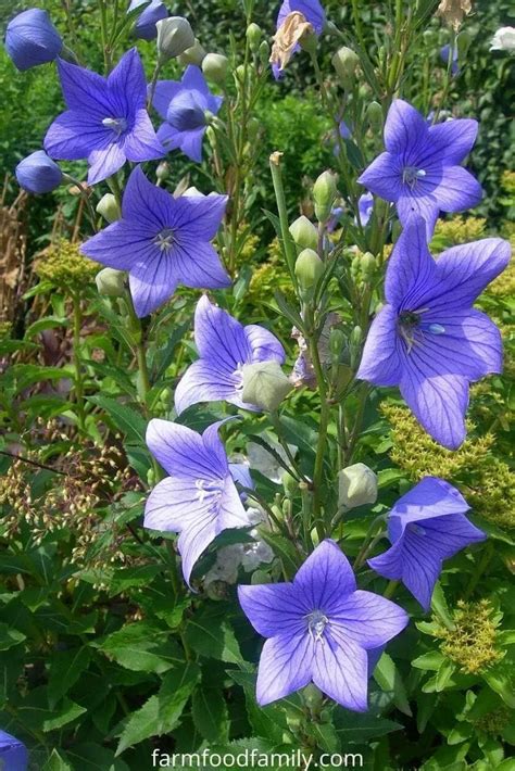 This is a nice page. 50+ Types Of Blue Flowers With Names, Meaning and Pictures ...