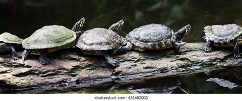 Turtles Sitting On Log Koi Pond Stock Photo 681682003 Shutterstock