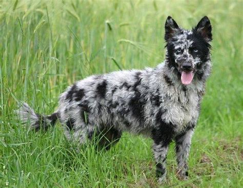 Maybe you would like to learn more about one of these? 17 Best Spotted Dog Breeds - List with Pictures