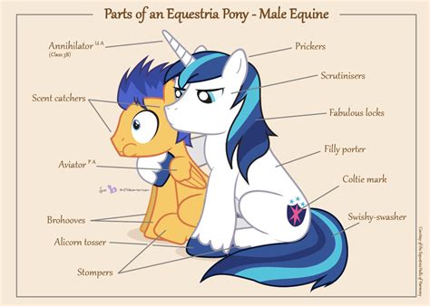 Parts Of An Equestria Pony Male Equine By Dm29 On Deviantart