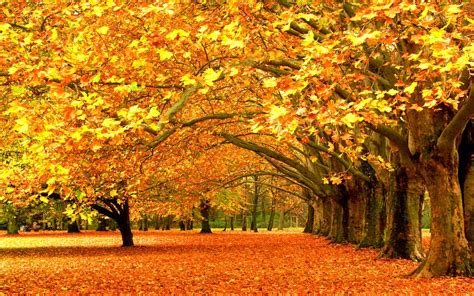 Over 40,000+ cool wallpapers to choose from. trees, Fall, Nature Wallpapers HD / Desktop and Mobile ...