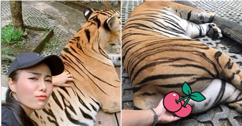 Tourist Causes Outrage After Grabbing Sedated Tigers Testicles For