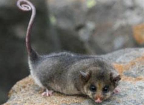 The Majestic Mountain Pygmy Possum On Australia Animals