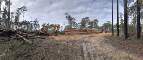 The Future Of Native Forest Logging Castlemaine Mail