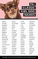 Small Dog Names Girl, Best Girl Dog Names, Cute Animal Names, Cute ...