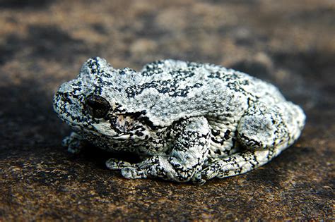 Gray Tree Frog A Field Guide To Kia Kima Scout Reservation