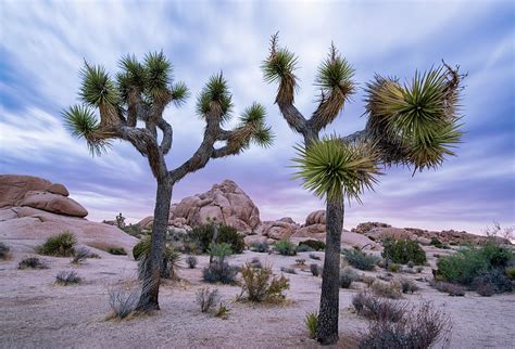 Two Joshua Trees At Sunrise In Joshua Tree National Park Photograph By