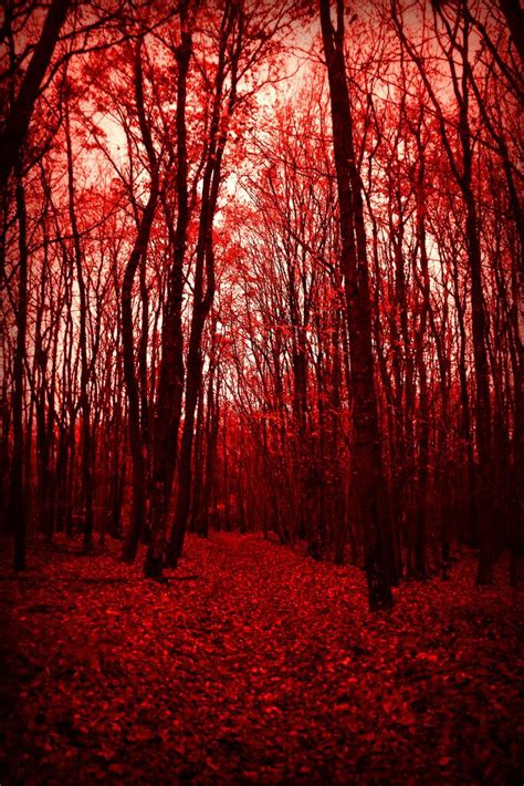 Red Forest Gryffindor Aesthetic Nature Photography Red Aesthetic