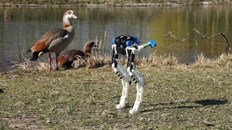 Walking Like A Dinosaur Or Bird This Robots Legs Are Designed For
