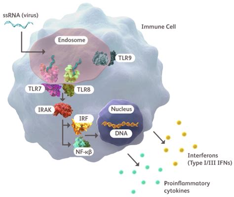 Toll Like Receptors And Tlr Research Bms Science Hcp Site