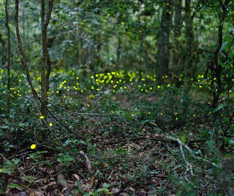 where to find florida fireflies uf ifas extension polk county