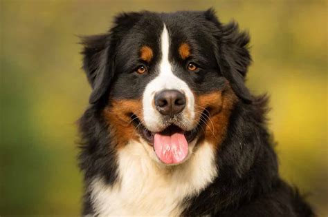 Berner Sennenhund Ein Rasseporträt Aus Liebe Zum Haustier