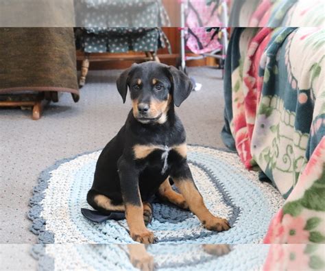 View Ad Bluetick Coonhound Labrador Retriever Mix Puppy For Sale Near