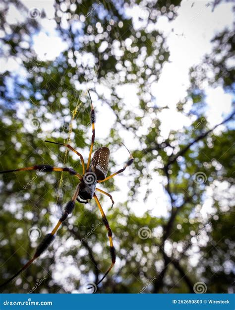 Banana Spider And Its Web In The Swamps Of St Tammany Louisiana Usa