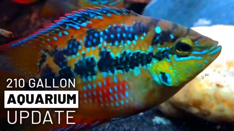 210 Gallon Aquarium Update American Cichlids Youtube