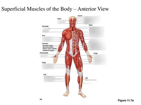 Figure Superficial Muscles Of The Body Anterior View Diagram
