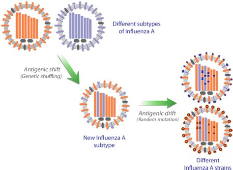 Answer choices may be used more than once. WHO Collaborating Centre for Influenza - About Influenza