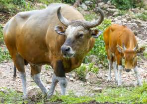 Message if you need an animal painted! Banteng or Red Bull stock photo. Image of resting, animal - 34426578