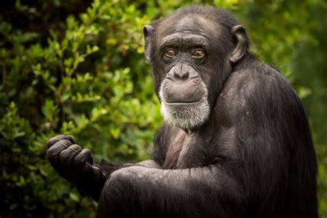 16 Astonishing Chimpanzee Facts Fact Animal
