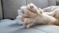 Cat Claws - Anatomy, Function and Disorders - Cat-World