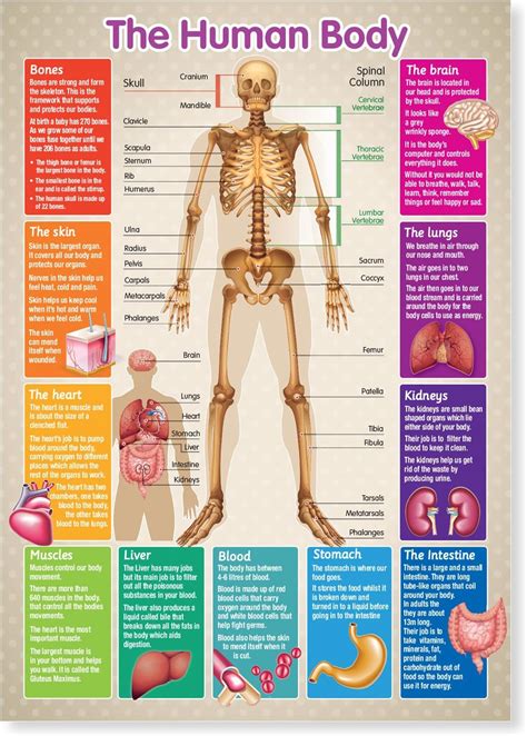 Vintage Medicine Skeletal Organ Human Anatomy Posters Kraft Paper Hot