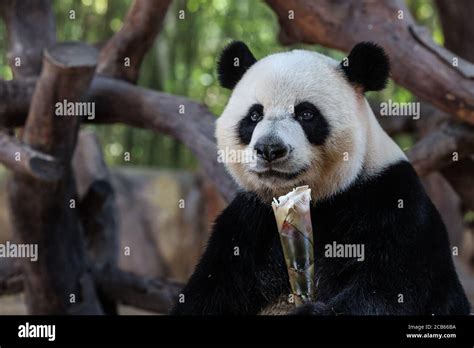 Guangzhou Chinas Guangdong Province 10th Aug 2020 Giant Panda