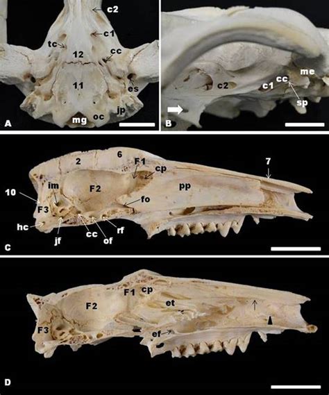 Opossum Skull Anatomy