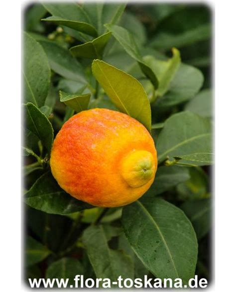 Citrus Limon Rosso Red Lemon Flora Toskana