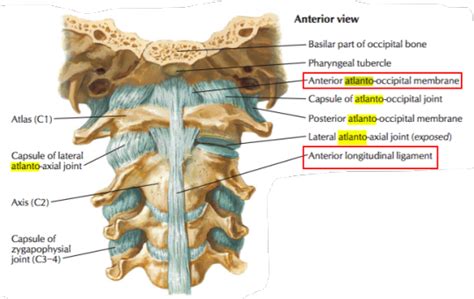 Anterior Atlanto Occipital Membrane
