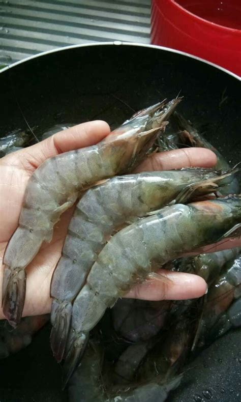 Shrimp Suahe For Sale Food And Drinks Chilled And Frozen Food On Carousell