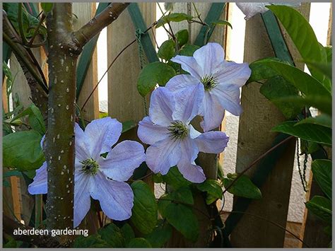 We did not find results for: Clematis Viticella Sea Breeze - Aberdeen Gardening