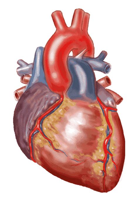 Best Real Heart Clipart 13461